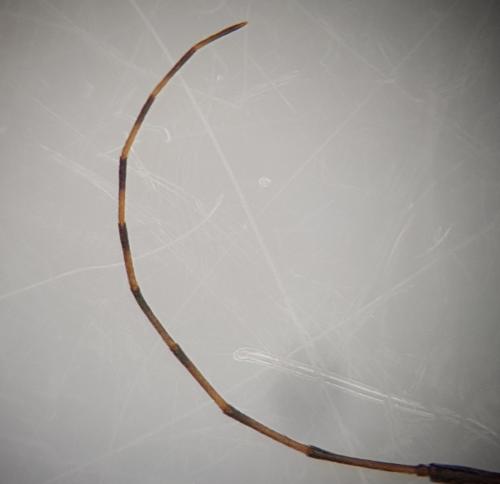 Réf. 243 337 : Leiopus sp.